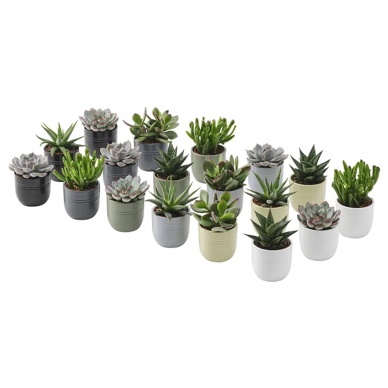 IKEA SUCCULENT, растение с горшком, Суккуленты разных цветов, 6 см 105.986.83 фото №1