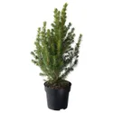 IKEA PICEA GLAUCA CONICA, комнатное растение, белая ель, 15 см 405.878.43 фото thumb №1