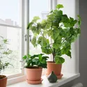 IKEA FEJKA ФЕЙКА, искусственное растение в горшке, комнатная / открытая японская лоза, 15 см 004.933.42 фото thumb №4