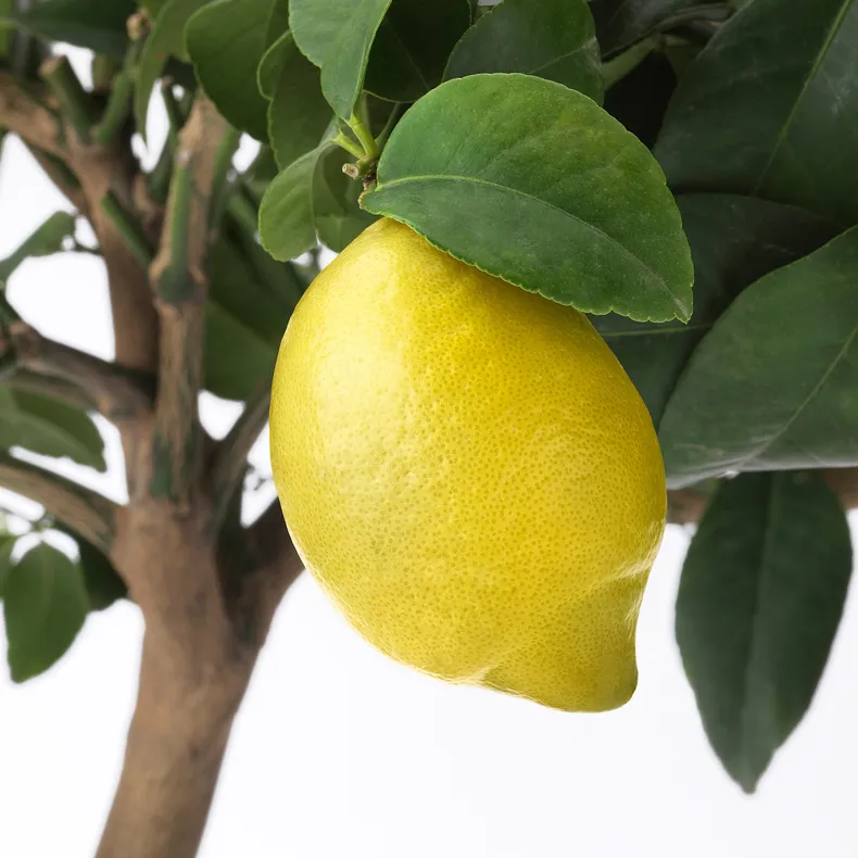 IKEA CITRUS ЦИТРУС, растение в горшке, лимон, 21 см 205.746.29 фото №5