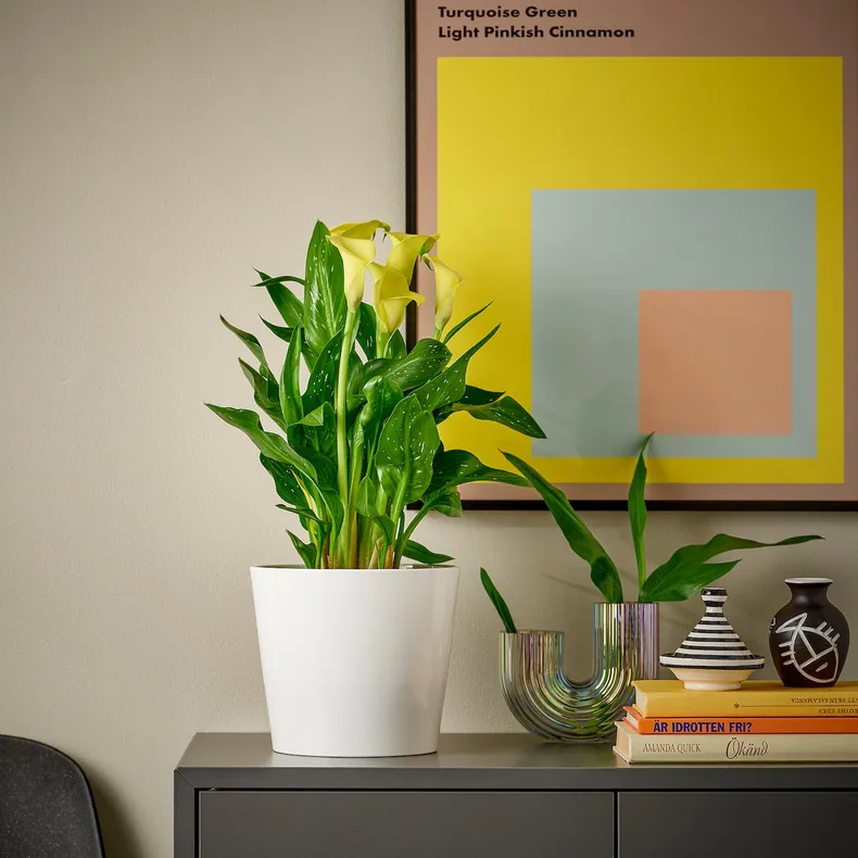 IKEA ZANTEDESCHIA ЗАНТЕДЕСКИЯ, растение в горшке, Болотный папоротник / различные цвета, 14 см 805.697.57 фото №4