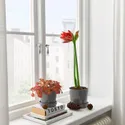 IKEA HIPPEASTRUM, комнатное растение, амариллис/2 бутона разных цветов, 13 см 005.878.40 фото thumb №2