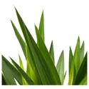 IKEA YUCCA ELEPHANTIPES, комнатное растение, Юкка без колючек, 14 см 305.281.80 фото thumb №3