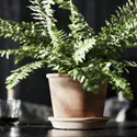 IKEA MUSKOTBLOMMA МУСКОТБЛОММА, горшок цветочный с поддоном, внутренняя / наружная терракота, 15 см 304.548.91 фото thumb №4