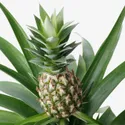 IKEA ANANAS, рослина в горщику, Ананас, 12 см 505.281.79 фото thumb №3