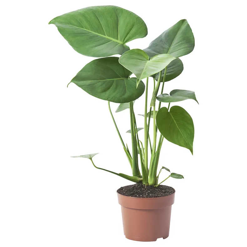 IKEA MONSTERA DELICIOSA, растение в горшке, дырявая монстера, 12 см 505.154.93 фото №1