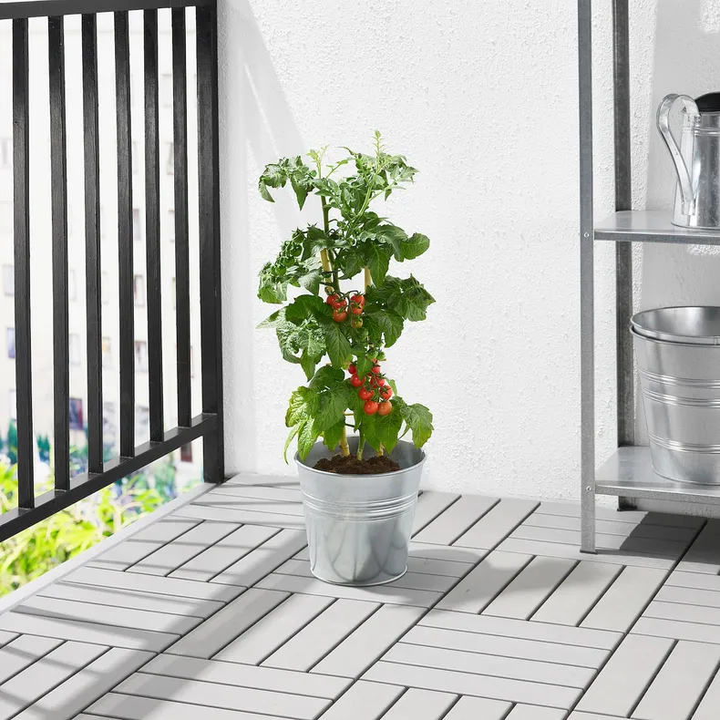 IKEA SOLANUM LYCOPERSICUM, растение в горшке, помидор, 15 см 705.746.36 фото №3