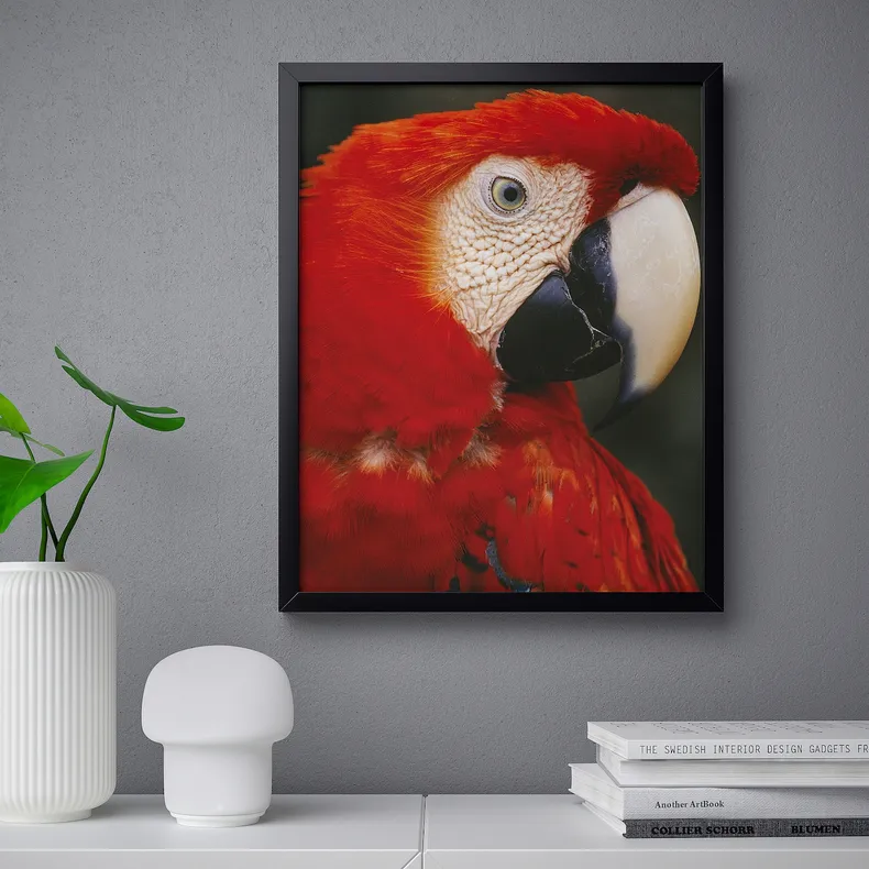 IKEA BILD БІЛЬД, постер, Папуга в профіль, 40x50 см 904.420.65 фото №2