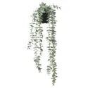 IKEA FEJKA ФЕЙКА, искусственное растение в горшке, подвешивание внутри / снаружи / эвкалипт, 9 см 704.668.11 фото thumb №1