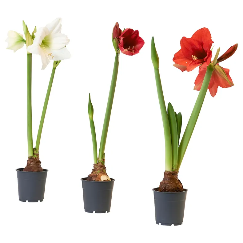 IKEA HIPPEASTRUM, комнатное растение, амариллис/2 бутона разных цветов, 13 см 005.878.40 фото №1