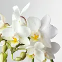 IKEA PHALAENOPSIS ФАЛЕНОПСИС, комнтн раст в горшке, Орхидея / различные цвета, 6 см 205.050.18 фото thumb №3