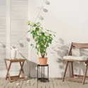 IKEA FEJKA ФЕЙКА, искусственное растение в горшке, Снежный ком в помещении / на улице, 15 см 605.716.95 фото thumb №3