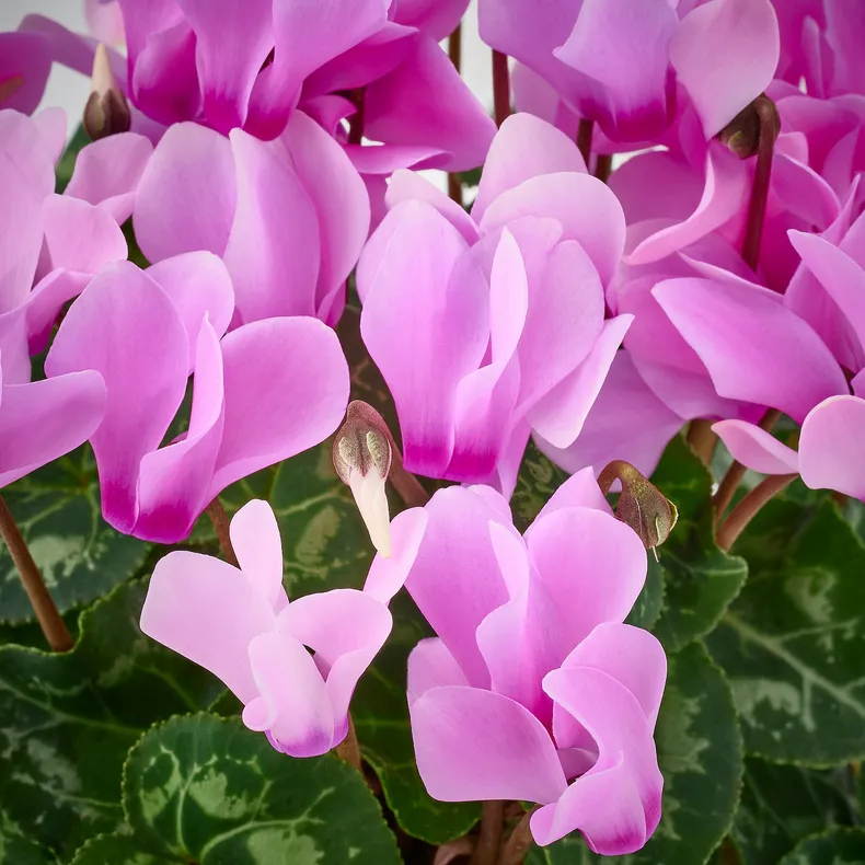 IKEA CYCLAMEN, рослина в горщику, альпійська фіалка різних кольорів, 12 см 805.923.76 фото №4