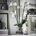 IKEA PHALAENOPSIS ФАЛЕНОПСИС, растение в горшке, Орхидея / 2 стебля, 12 см 103.033.65 фото thumb №3