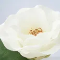 IKEA SMYCKA СМИККА, цветок искусственный, Внутренняя / наружная / камелия белая, 28 см 905.717.93 фото thumb №4