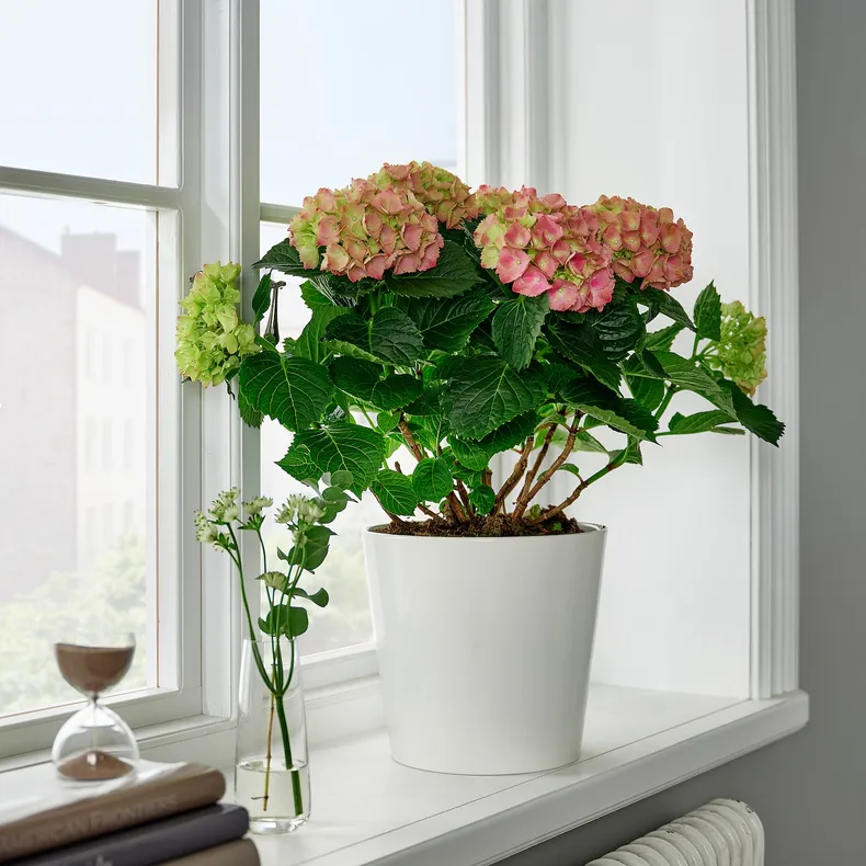 IKEA HYDRANGEA MACROPHYLLA, рослина в горщику, Гортензія / різні квіти, 23 см 105.532.55 фото №2