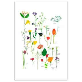 IKEA BILD БІЛЬД, постер, Квітучі квіти, 61x91 см 504.417.94 фото