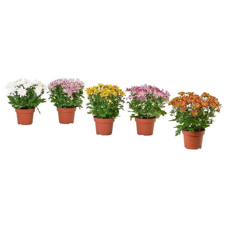 IKEA CHRYSANTHEMUM ХРИЗАНТЕМУМ, рослина в горщику, Хризантеми різних кольорів, 15 см 305.930.81 фото №1