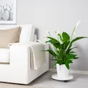 IKEA SPATHIPHYLLUM СПАТИФІЛЛУМ, рослина в горщику, Лілія миру, 17 см 168.040.78 фото thumb №2