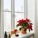 IKEA POINSETTIA, рослина в горщику, Пуансетія, 13 см 905.878.45 фото thumb №3