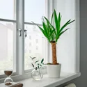 IKEA YUCCA ELEPHANTIPES, комнатное растение, Юкка без колючек, 14 см 305.281.80 фото thumb №2