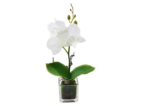 BRW штучна орхідея в горщику 080519 фото