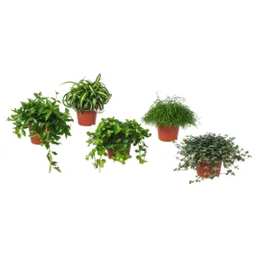 IKEA HIMALAYAMIX ГІМАЛАЯМІКС, рослина в горщику, різні рослини з листям, 12 см 602.345.34 фото