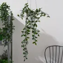 IKEA FEJKA ФЕЙКА, штучна рослина в горщику, для приміщення / вулиці / підвісний, 9 см 403.495.31 фото thumb №2
