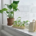 IKEA VATTENKRASSE ВАТТЕНКРАССЕ, набір для вирощування рослин, прозоре скло кольору слонової кістки/золота 905.619.87 фото thumb №2