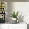 IKEA FEJKA ФЕЙКА, искусственное растение в горшке, внутренняя / наружная / аренда, 9 см 805.716.75 фото thumb №2