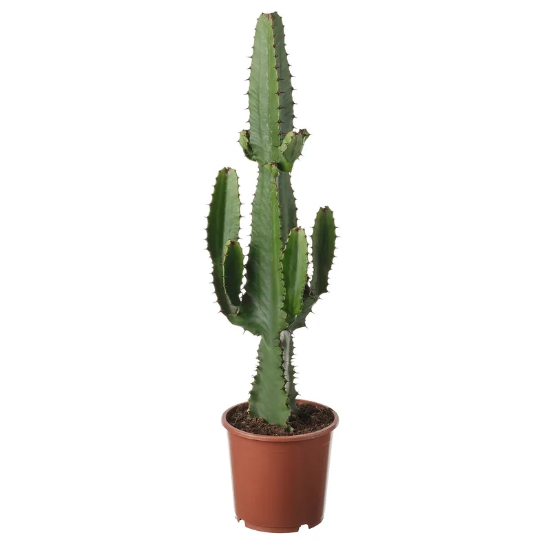 IKEA EUPHORBIA ACRURENSIS, комнатное растение, пустынная свеча, 17 см 405.986.91 фото №1