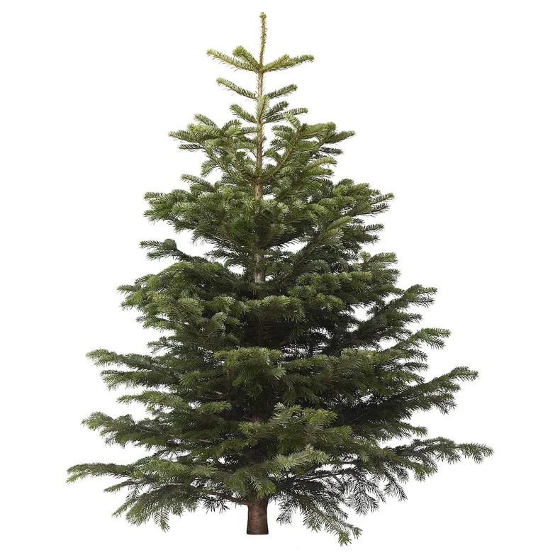 IKEA ABIES NORDMANNIANA, Різдвяна ялинка, 171-220 см 802.283.63 фото №1