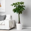 IKEA PACHIRA AQUATICA ПАХІРА АКВАТІКА, рослина в горщику, Pachira Aquatica, 27 см 001.185.23 фото thumb №6