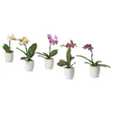 IKEA PHALAENOPSIS ФАЛЕНОПСИС, комнтн раст в горшке, Орхидея / различные цвета, 6 см 205.050.18 фото thumb №1