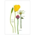 IKEA BILD БИЛЬД, постер, Цветущие цветы II, 30x40 см 504.361.13 фото thumb №1
