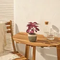 IKEA FEJKA ФЕЙКА, искусственное растение в горшке, закрытый/открытый Соленостемон/красный, 9 см 505.825.00 фото thumb №3