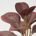 IKEA FEJKA ФЕЙКА, искусственное растение в горшке,3шт, листья внутри/снаружи, 6 см 605.824.77 фото thumb №7
