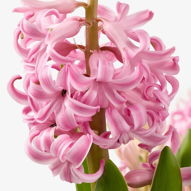 IKEA HYACINTHUS, квітка в горщику, 3 цибулини, Гіацинт різних кольорів, 12 см 605.878.42 фото №6