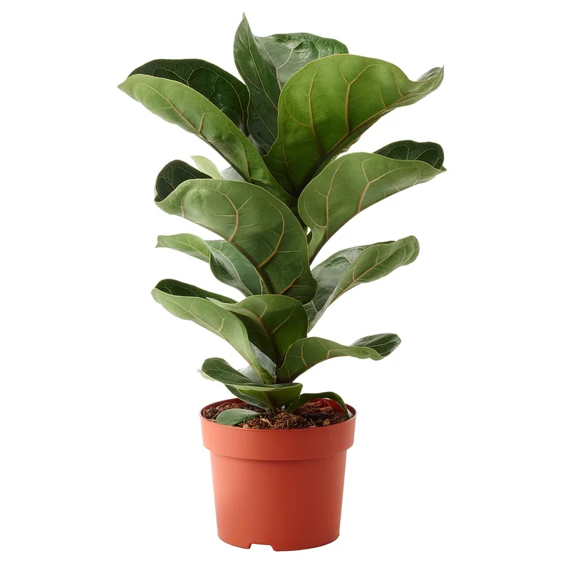 IKEA FICUS LYRATA BAMBINO, растение в горшке, фикус лирата, 12 см 104.853.65 фото №1