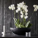 IKEA PHALAENOPSIS ФАЛЕНОПСИС, растение в горшке, Орхидея / 2 стебля, 12 см 103.033.65 фото thumb №4