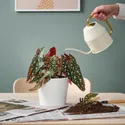 IKEA BEGONIA MACULATA БЕГОНИЯ МАКУЛАТА, растение в горшке, коралловая бегония, 12 см 505.746.37 фото thumb №2