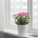 IKEA CHRYSANTHEMUM ХРИЗАНТЕМУМ, рослина в горщику, Хризантеми різних кольорів, 15 см 305.930.81 фото thumb №4