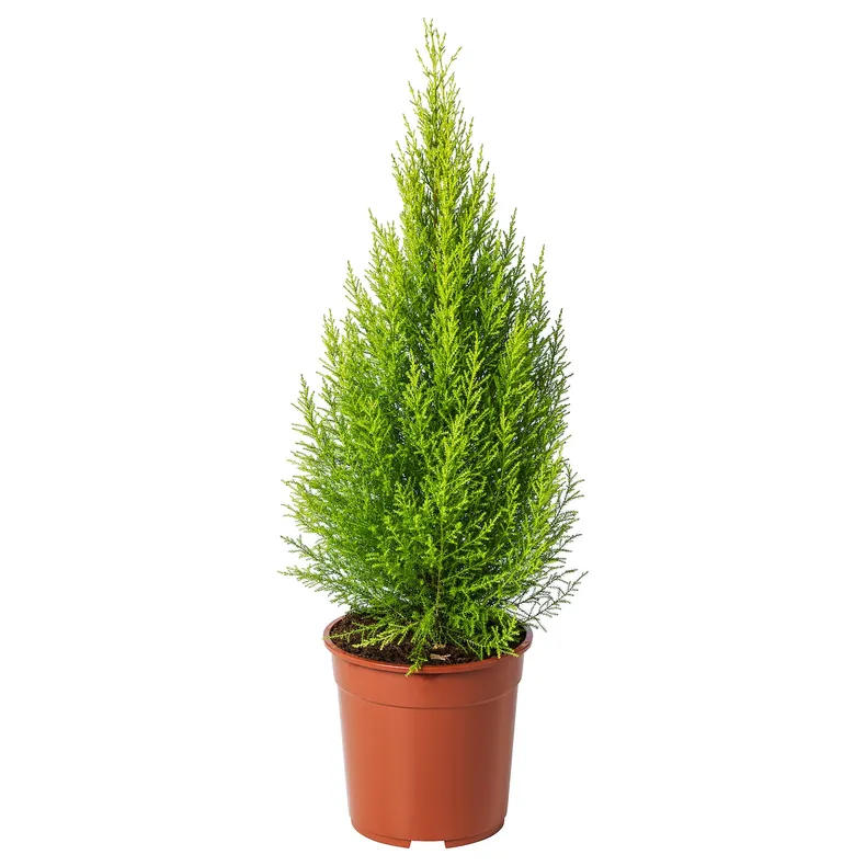 IKEA CUPRESSUS MACROCARPA, комнатное растение, кипарис, 24 см 905.930.83 фото №1