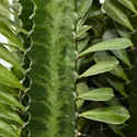 IKEA EUPHORBIA ACRURENSIS ЭУФОРБИЯ АКРУРЕНСИС, растение в горшке, 24 см 401.448.84 фото thumb №3