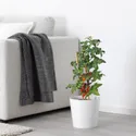 IKEA SOLANUM LYCOPERSICUM, растение в горшке, помидор, 15 см 705.746.36 фото thumb №2
