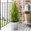 IKEA CUPRESSUS MACROCARPA, комнатное растение, кипарис, 24 см 905.930.83 фото thumb №2