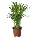 IKEA DYPSIS LUTESCENS, рослина в горщику, Пальма Арека, 17 см 505.986.95 фото thumb №1