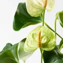 IKEA ANTHURIUM АНТУРІУМ, рослина в горщику, Антуріум, 12 см 204.449.06 фото thumb №4