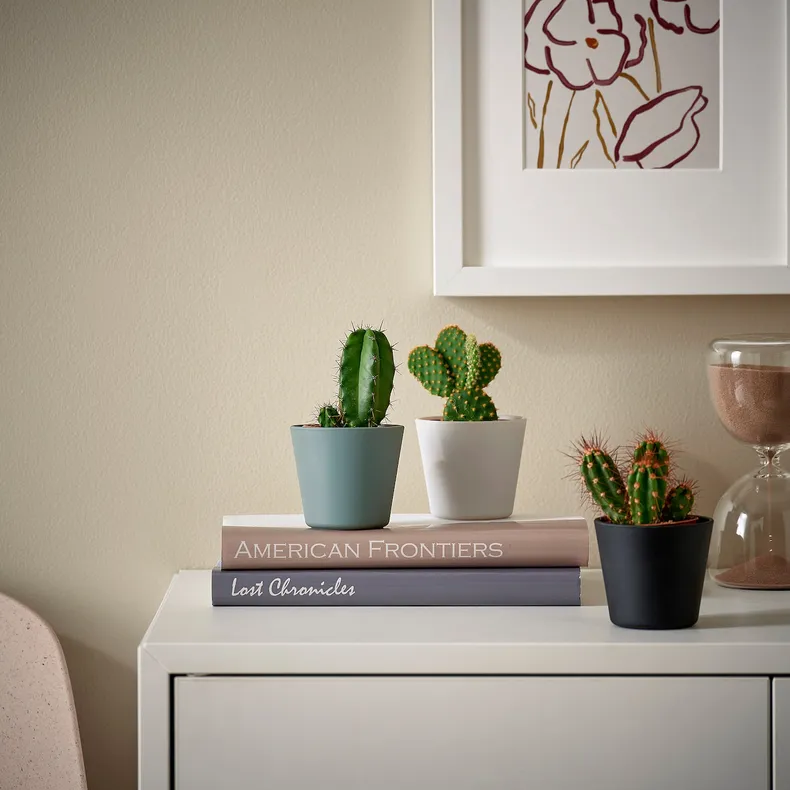 IKEA CACTACEAE КАКТАЦЕ, рослина в горщику, Кактус, різні, 6 см 3 шт. фото №2