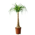 IKEA BEAUCARNEA RECURVATA, рослина в горщику, Слонова нога, 24 см 405.802.00 фото thumb №1